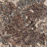 Schaereria fuscocinerea
