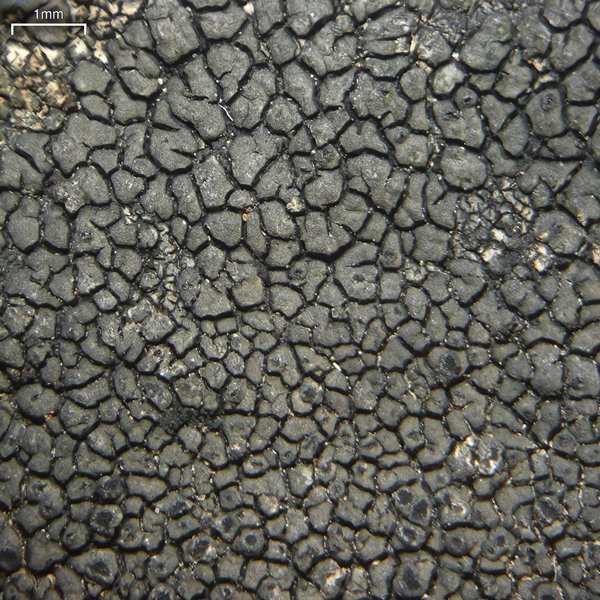 Schaereria fuscocinerea