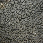 Schaereria fuscocinerea