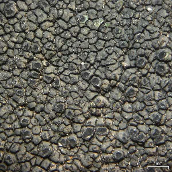 Schaereria fuscocinerea
