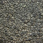 Schaereria fuscocinerea