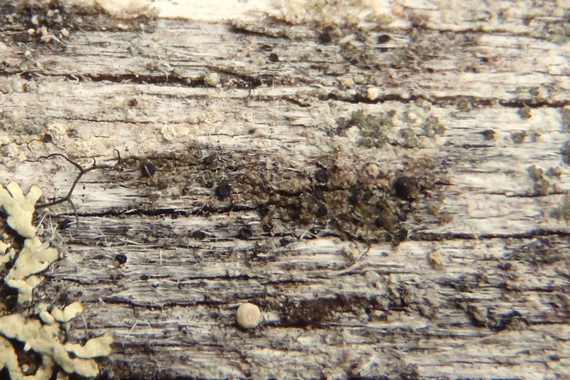 Schaereria parasemella