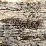 Schaereria parasemella