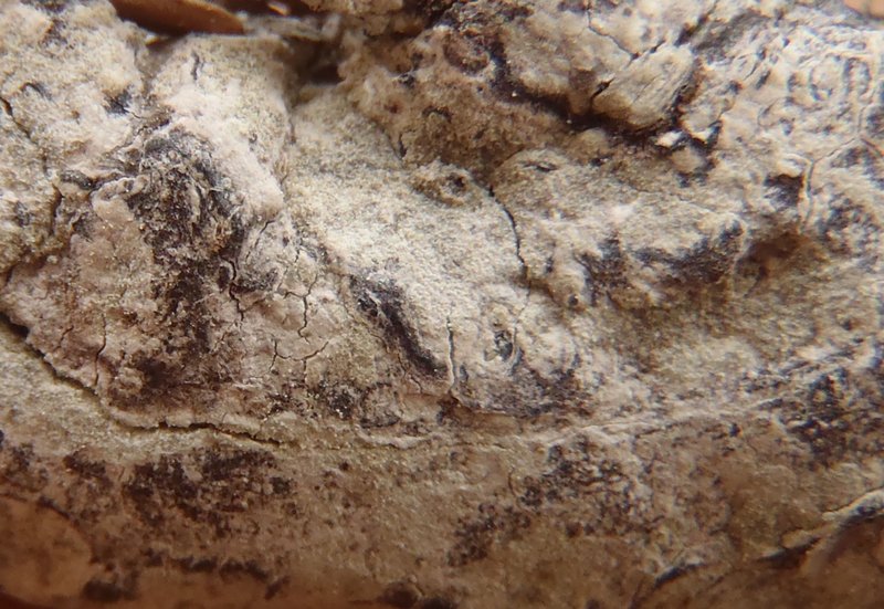 Schismatomma pluriloculare
