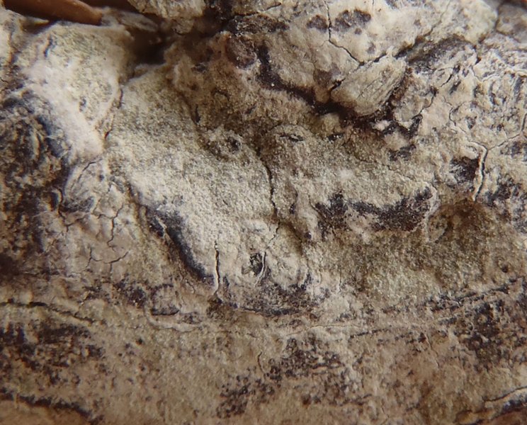 Schismatomma pluriloculare