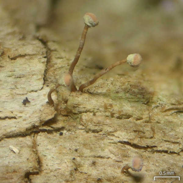 Sclerophora amabilis