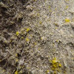 Sclerophora amabilis
