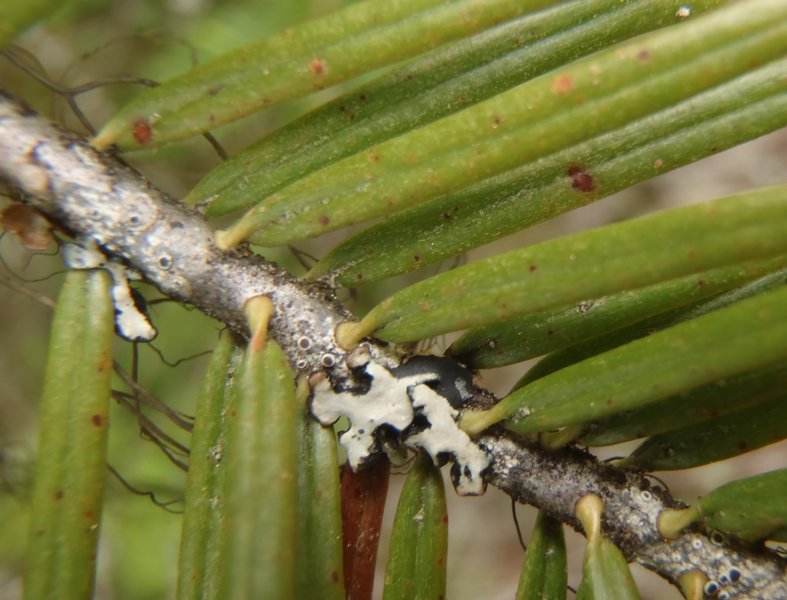 Scoliciosporum abietinum