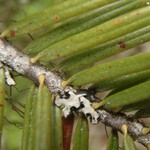 Scoliciosporum abietinum