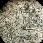 Scoliciosporum pensylvanicum