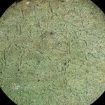 Scoliciosporum pruinosum