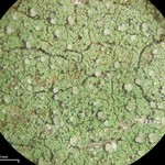 Scoliciosporum pruinosum