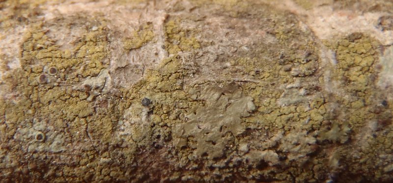 Scoliciosporum sarothamni