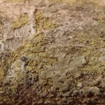 Scoliciosporum sarothamni