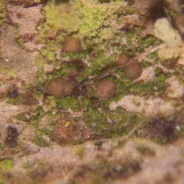 Scoliciosporum umbrinum