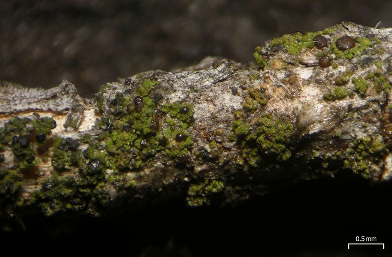 Scoliciosporum umbrinum