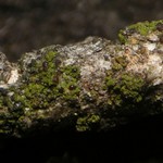 Scoliciosporum umbrinum