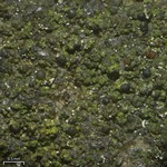 Scoliciosporum umbrinum