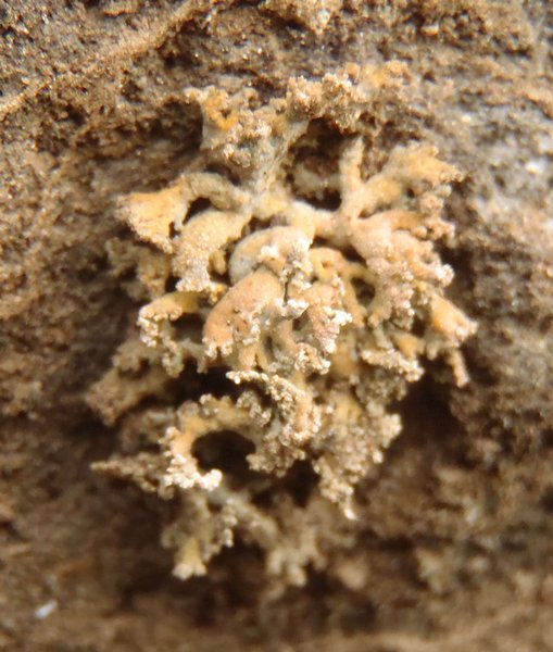 Seirophora contortuplicata