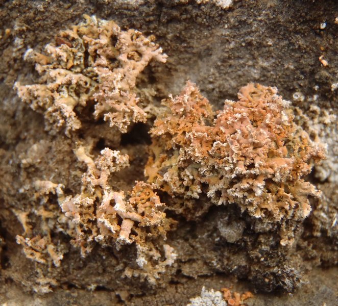 Seirophora contortuplicata