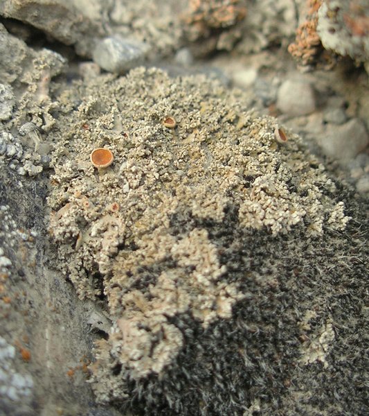 Seirophora contortuplicata