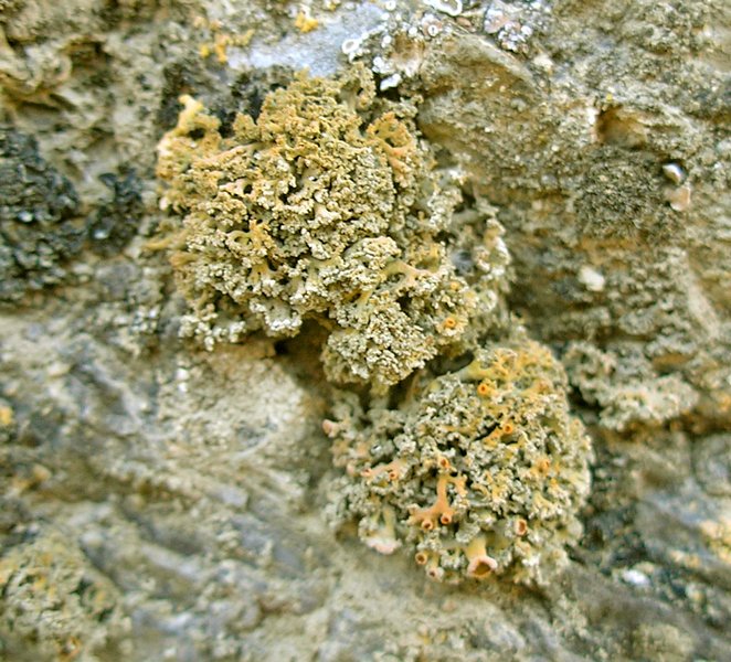 Seirophora contortuplicata