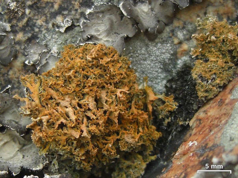 Seirophora contortuplicata