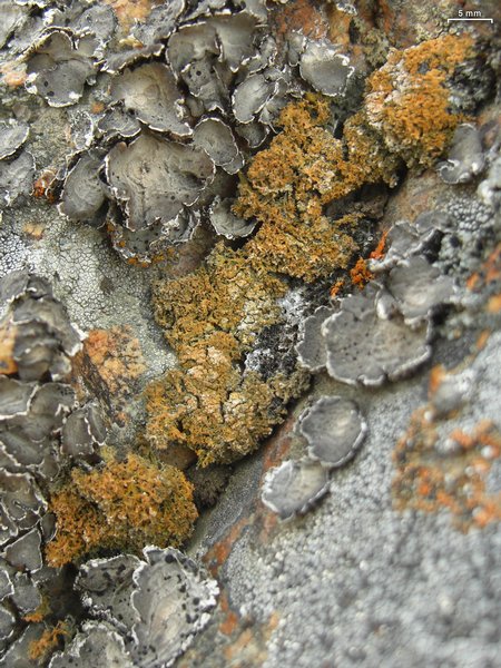Seirophora contortuplicata