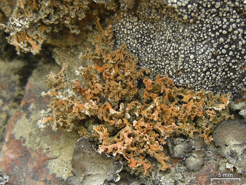 Seirophora contortuplicata