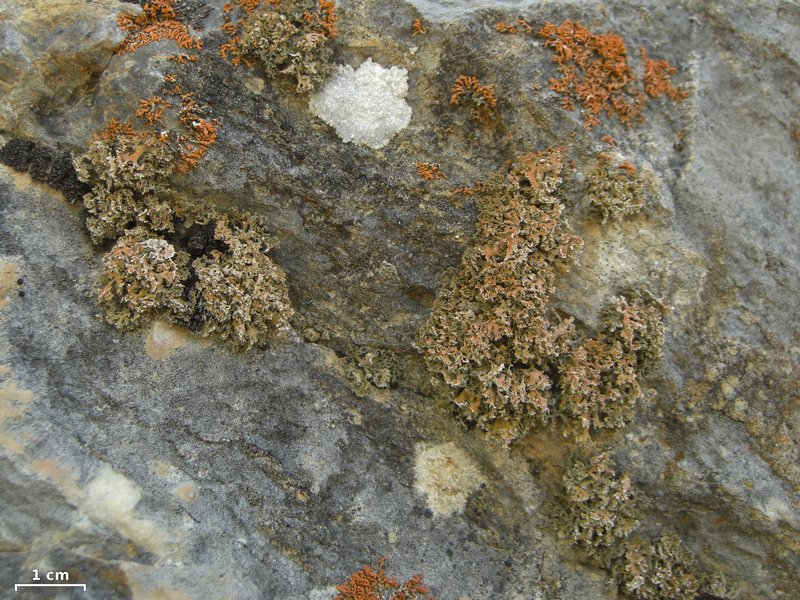 Seirophora contortuplicata