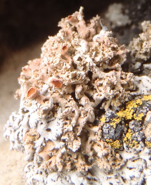 Seirophora contortuplicata