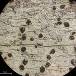 Sigridea californica