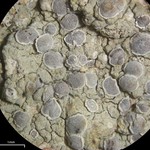 Sigridea californica