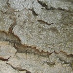 Sigridea californica