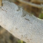Sigridea californica