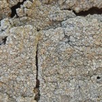 Sigridea californica