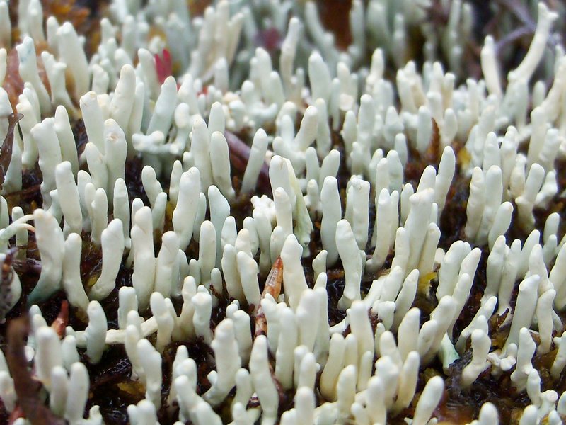 Siphula ceratites