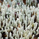 Siphula ceratites