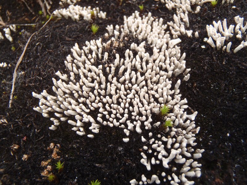 Siphula ceratites