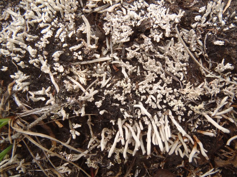 Siphula ceratites