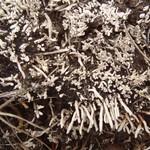 Siphula ceratites