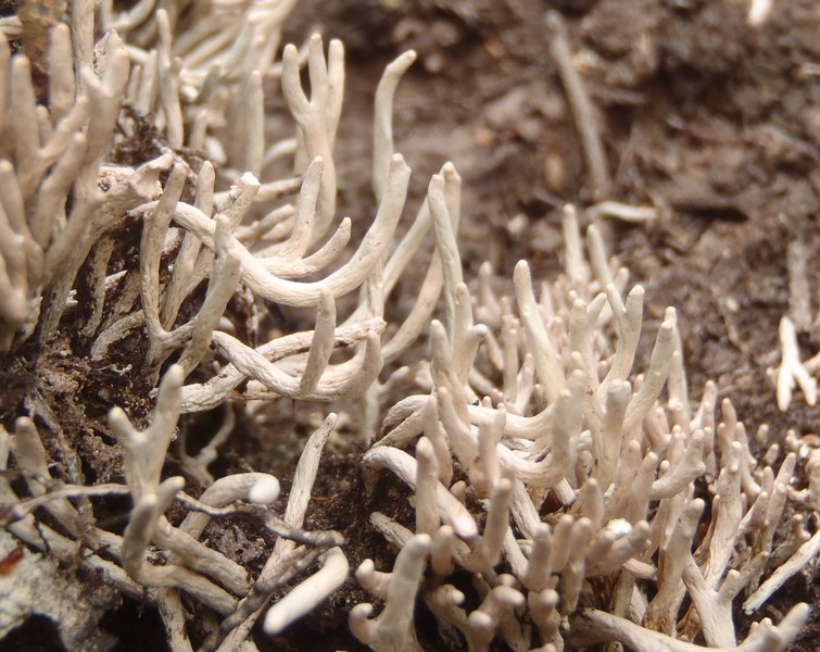 Siphula ceratites