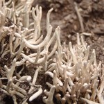 Siphula ceratites