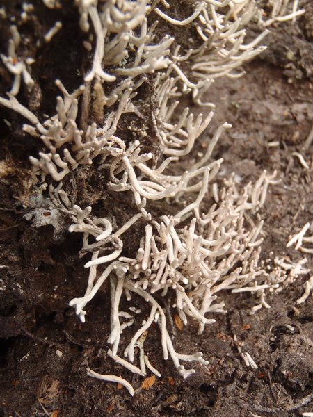 Siphula ceratites