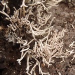 Siphula ceratites