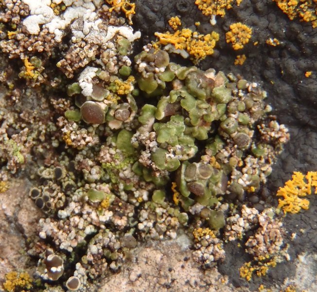 Solenopsora holophaea