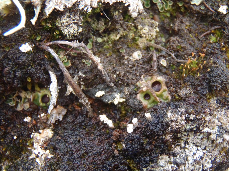 Solorina bispora