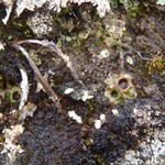 Solorina bispora