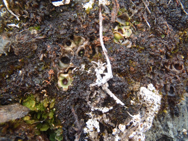 Solorina bispora
