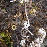 Solorina bispora